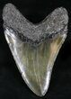 Monster Megalodon Tooth - South Carolina #27326-2